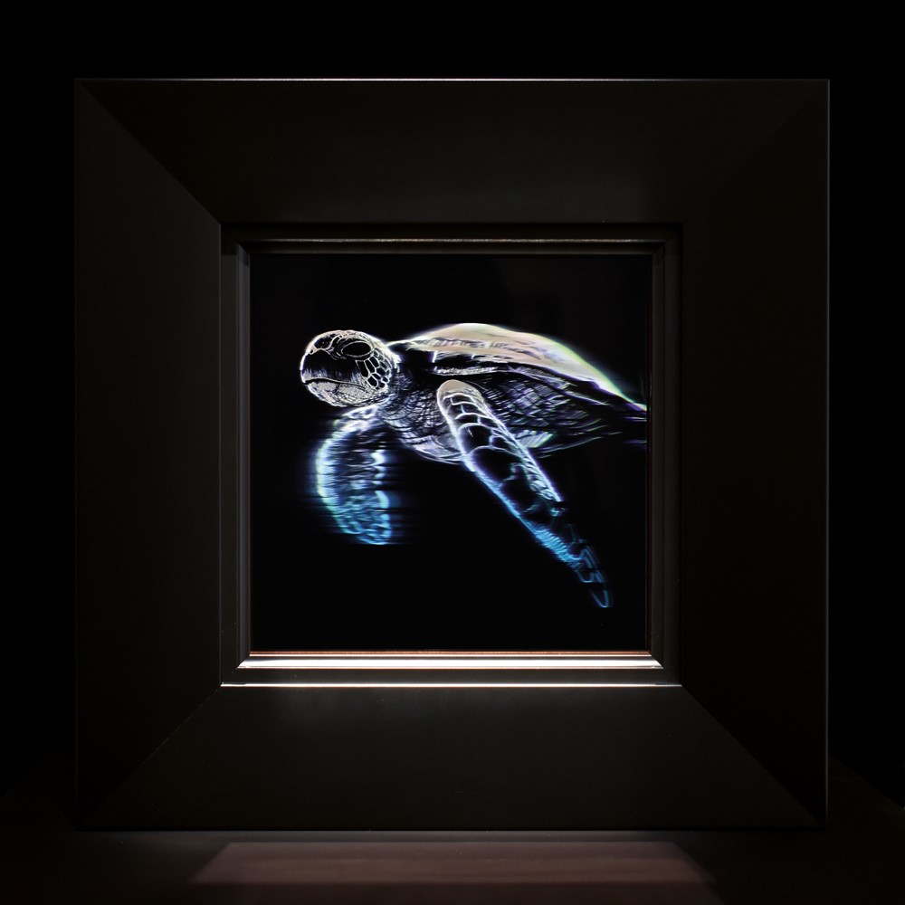 Sea turtle, holograma VR pe sticla, 2020,16x16 cm